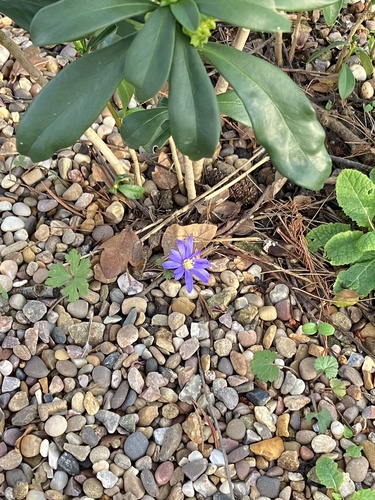 Anêmona Azul Silvestre de Corte