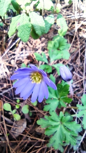 Anêmona Azul Silvestre de Corte