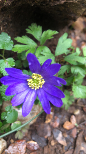 Anêmona Azul Silvestre de Corte