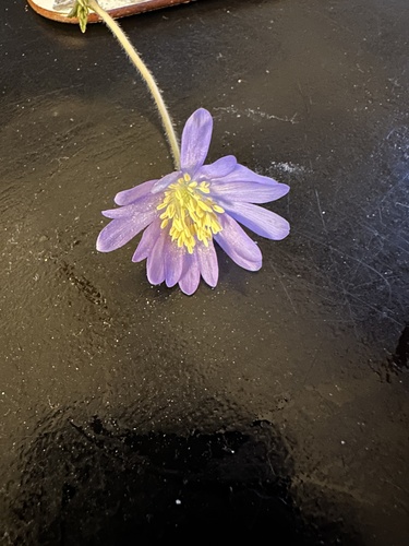 Anêmona Azul Silvestre de Corte
