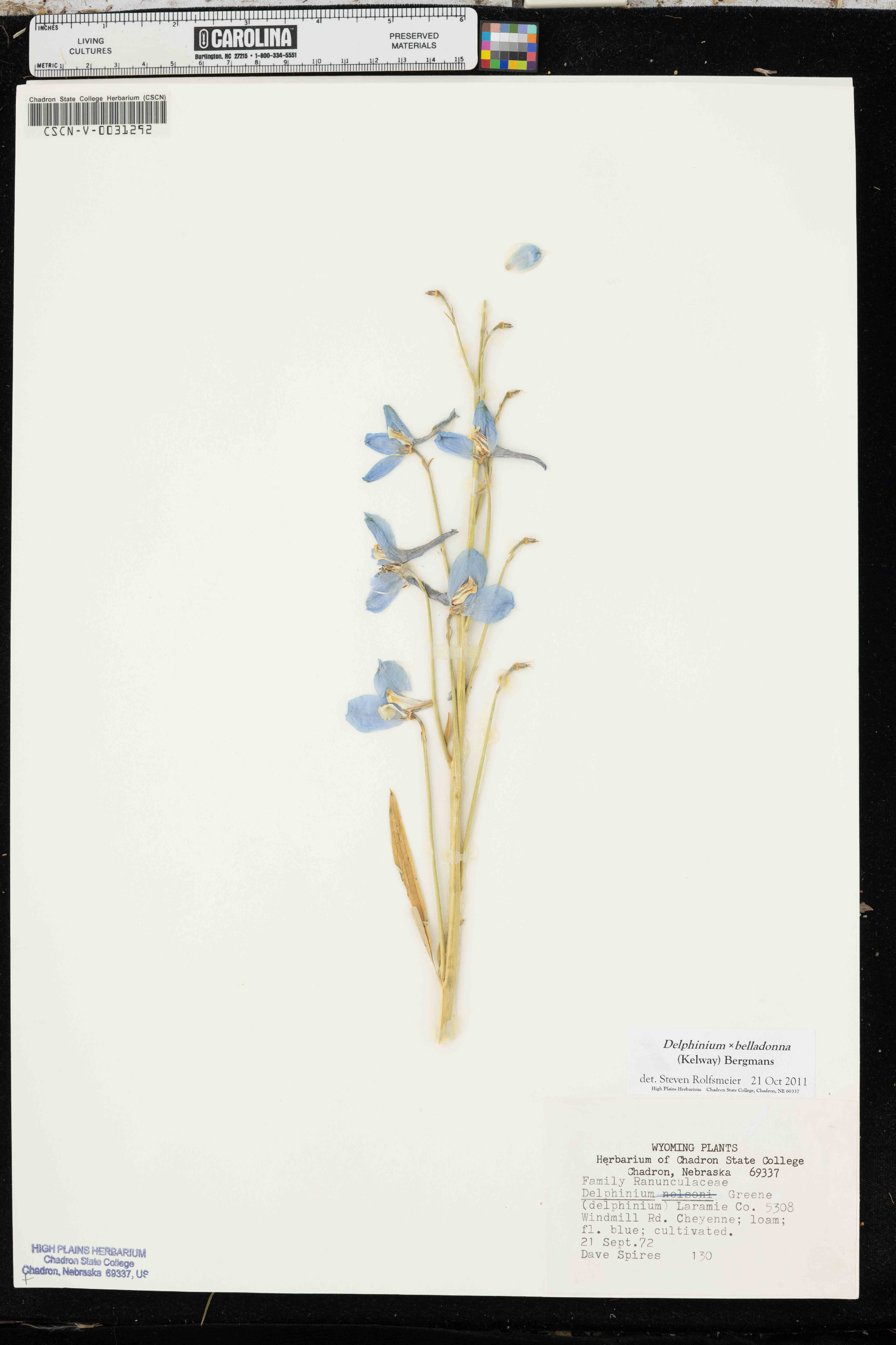 Delfínio Belladonna de Haste