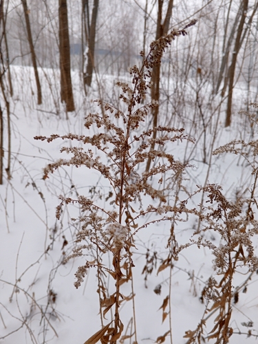 Solidago de Corte (Tango Amarelo)