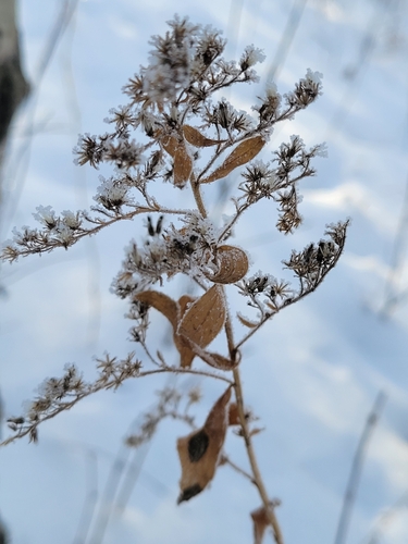 Solidago de Corte (Tango Amarelo)