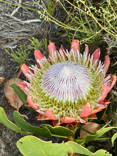 Protea Rei de Corte (King Protea)