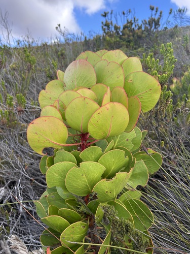 Protea Rei de Corte (King Protea)