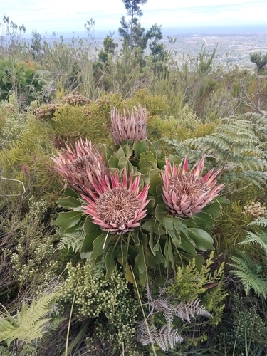 Protea Rei de Corte (King Protea)