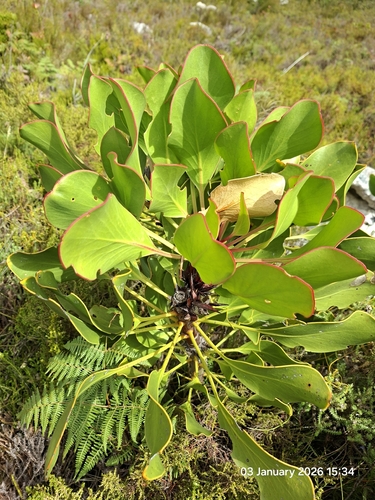 Protea Rei de Corte (King Protea)