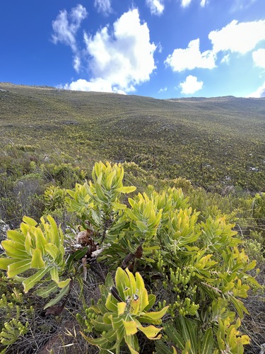 Protea Rosa de Haste