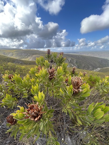 Protea Rosa de Haste