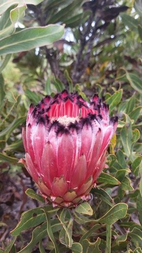 Protea Rosa de Haste