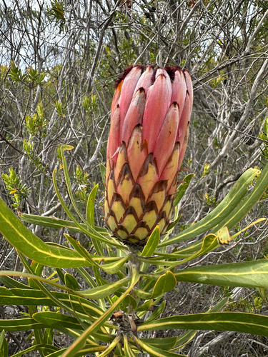Protea Rosa de Haste