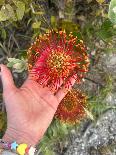 Protea Alfineteira Laranja