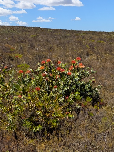 Protea Alfineteira Laranja