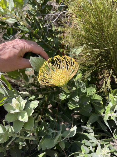 Protea Alfineteira Laranja