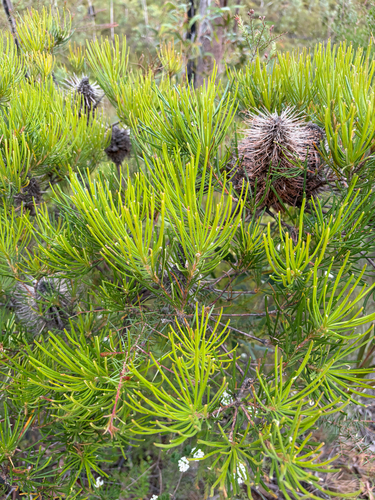 Banksia Australiana de Corte