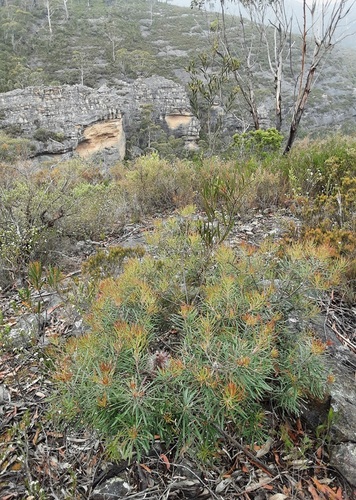 Banksia Australiana de Corte