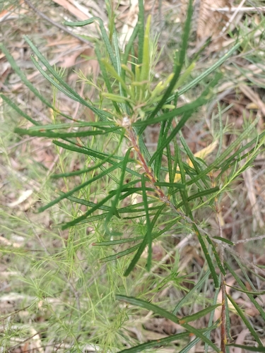 Banksia Australiana de Corte
