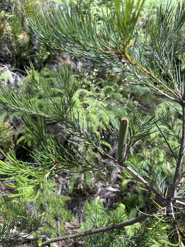 Banksia Australiana de Corte