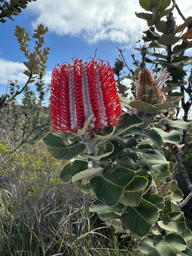 Banksia Vermelha de Corte