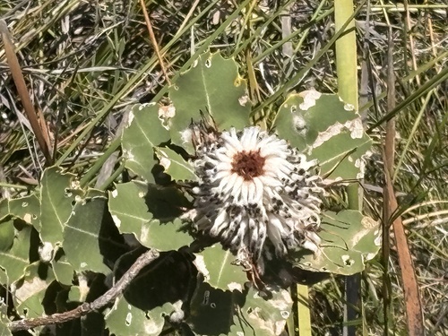 Banksia Vermelha de Corte