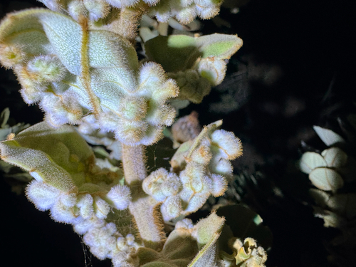 Banksia Vermelha de Corte