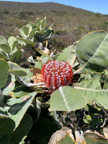 Banksia Vermelha de Corte
