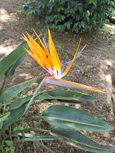 Estrelícia de Corte (Ave-do-paraíso)