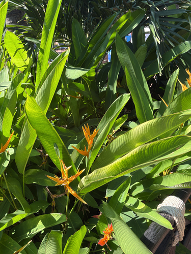Helicônia Papagaio de Haste