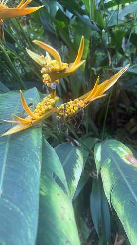 Helicônia Papagaio de Haste