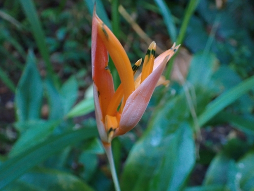 Helicônia Papagaio de Haste