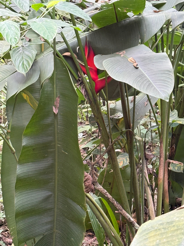 Helicônia Jacaré de Corte