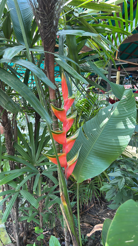 Helicônia Jacaré de Corte