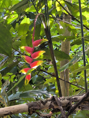 Helicônia Pendente de Corte