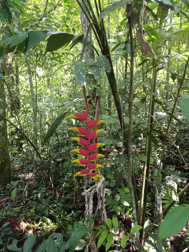 Helicônia Pendente de Corte