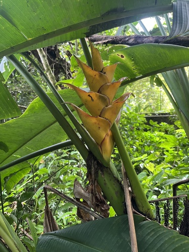 Helicônia Caribenha Vermelha