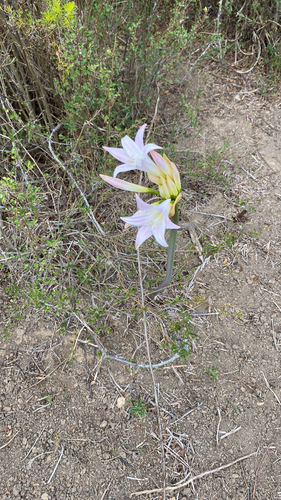 Amaryllis de Corte Belladonna