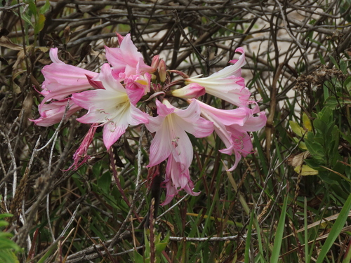 Amaryllis de Corte Belladonna