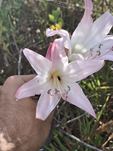 Amaryllis de Corte Belladonna