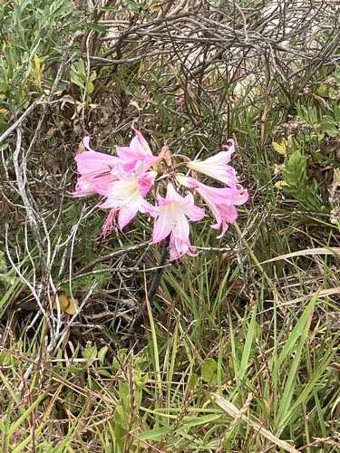 Amaryllis de Corte Belladonna