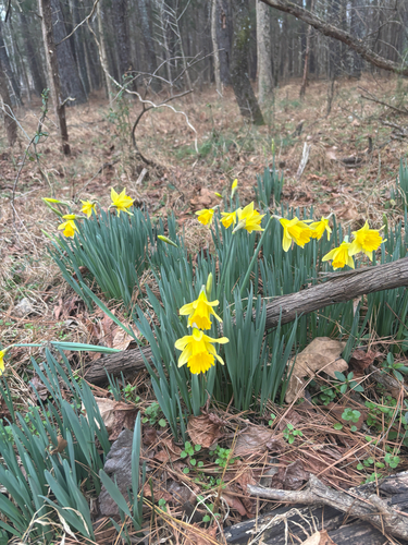 Narciso Amarelo de Corte