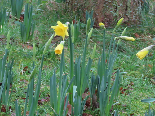 Narciso Amarelo de Corte