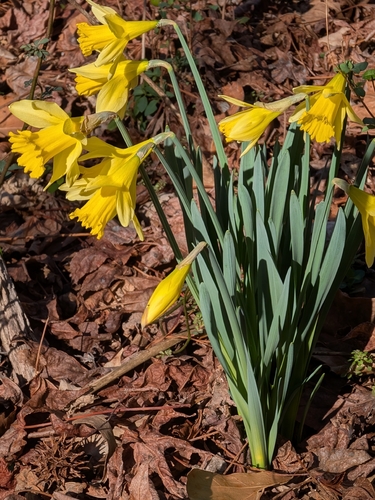 Narciso Amarelo de Corte