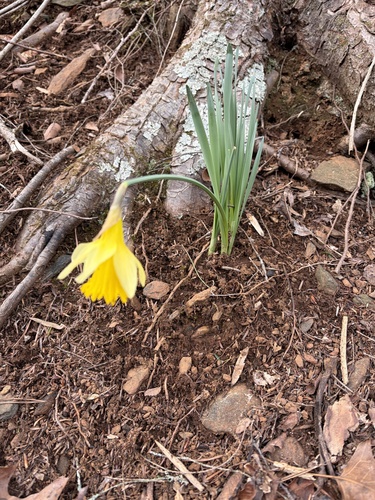Narciso Amarelo de Corte