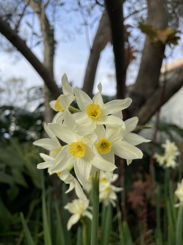 Narciso Branco Perfumado de Haste