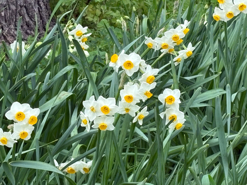 Narciso Branco Perfumado de Haste