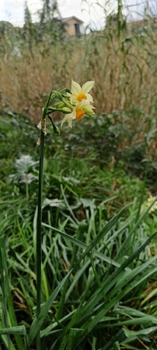 Narciso Branco Perfumado de Haste