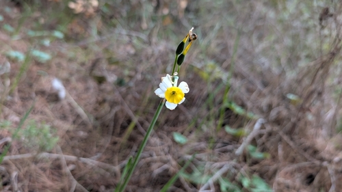 Narciso Branco Perfumado de Haste