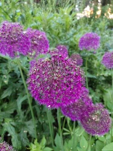 Alho Ornamental Gigante Roxo