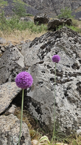 Alho Ornamental Gigante Roxo