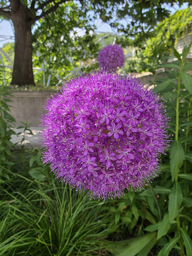 Alho Ornamental Gigante Roxo